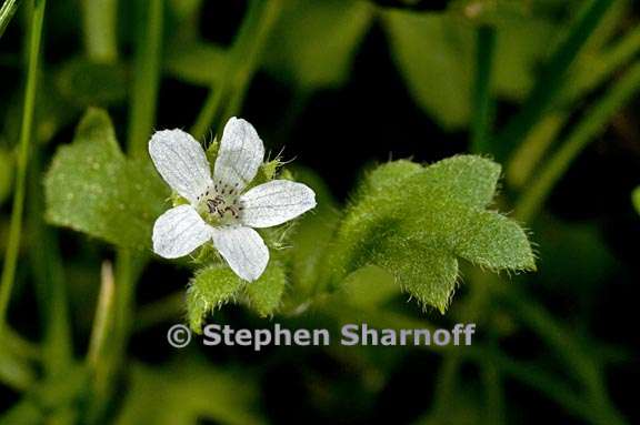 nemophila spatulata 4 graphic